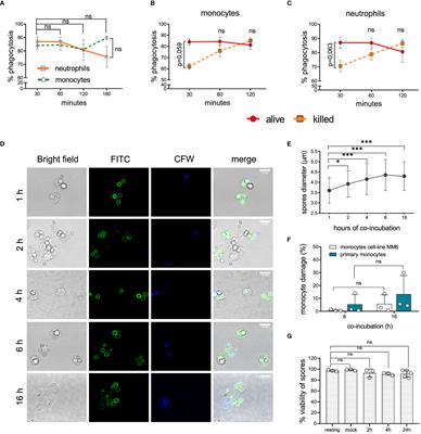 The TLR-NF-kB axis contributes to the monocytic inflammatory response against a virulent strain of Lichtheimia corymbifera, a causative agent of invasive mucormycosis